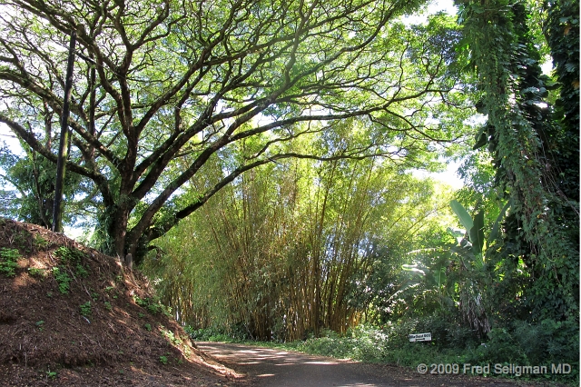 20091104_113116  G11f.jpg - Hawaii Botanical Gardens, North of Hilo